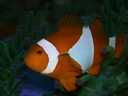 Clownfish was taken last sept. 28, 2006 at divers sanctua... by Jun Yu 